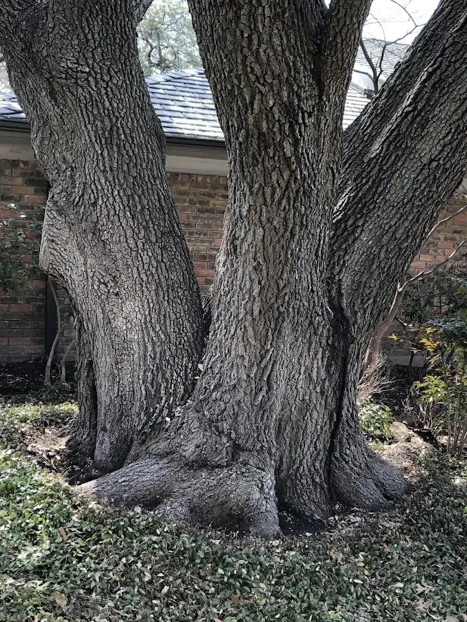 Mature heritage tree close to a Trafford property cared for by certified arborists